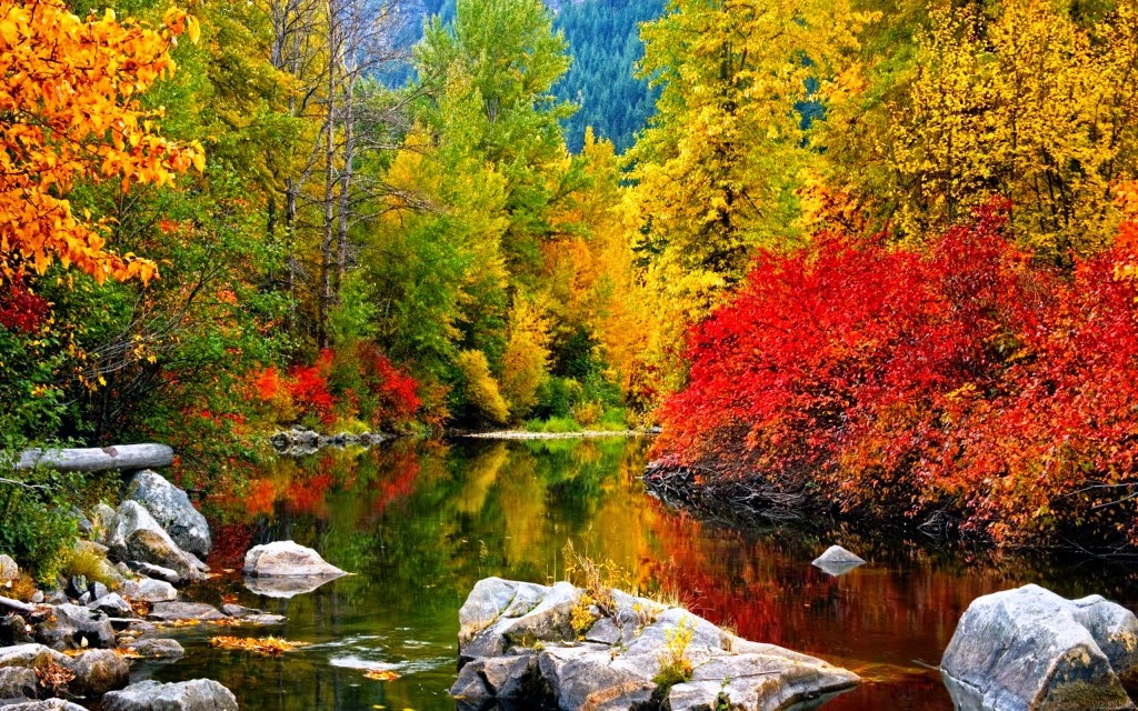 Hình ảnh mùa thu đẹp luôn đi kèm với sự lãng mạn và tinh tế. Cảm giác chững lại giữa sắc đỏ của lá vàng, khung cảnh xanh tươi lại che chở cho bạn. Hãy đến với những hình ảnh đầy bình yên này để trải nghiệm cảm giác thăng hoa.